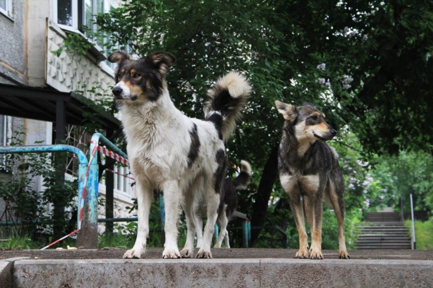 Служба ветеринарии Иркутской области начала прием заявок на гранты для создания приютов для животных