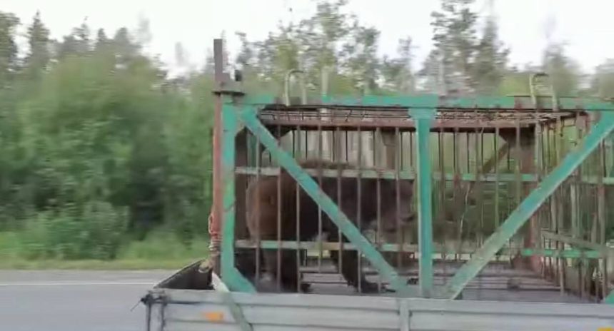Сотрудники питомника К-9 спасли трехлапого медведя под Братском