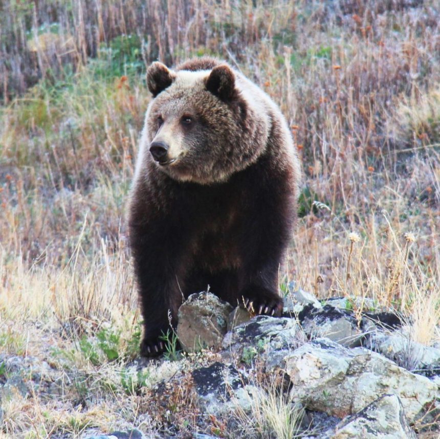 Туристы могут встретить медведя в районе Старой Ангасолки на КБЖД