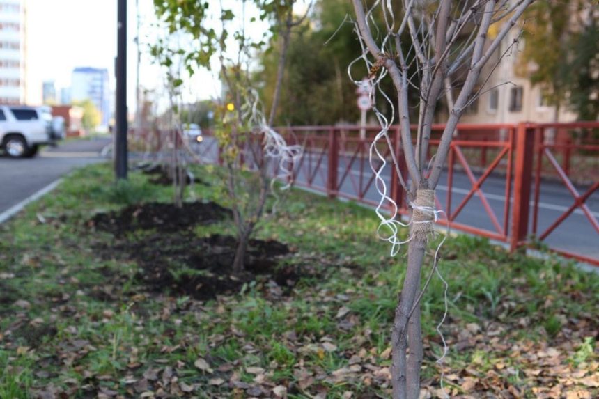 Аллею из 200 деревьев высадили на улице Мелентьева в Иркутске