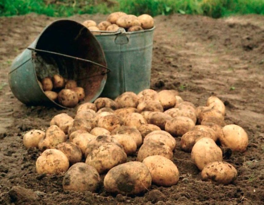 Более 15 тысяч тонн картофеля собрали в Приангарье