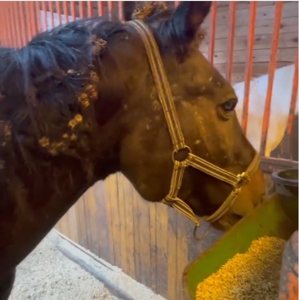 Сотрудники питомника К-9 забрали лошадь у хозяйки, которая угрожала сделать из неё котлеты