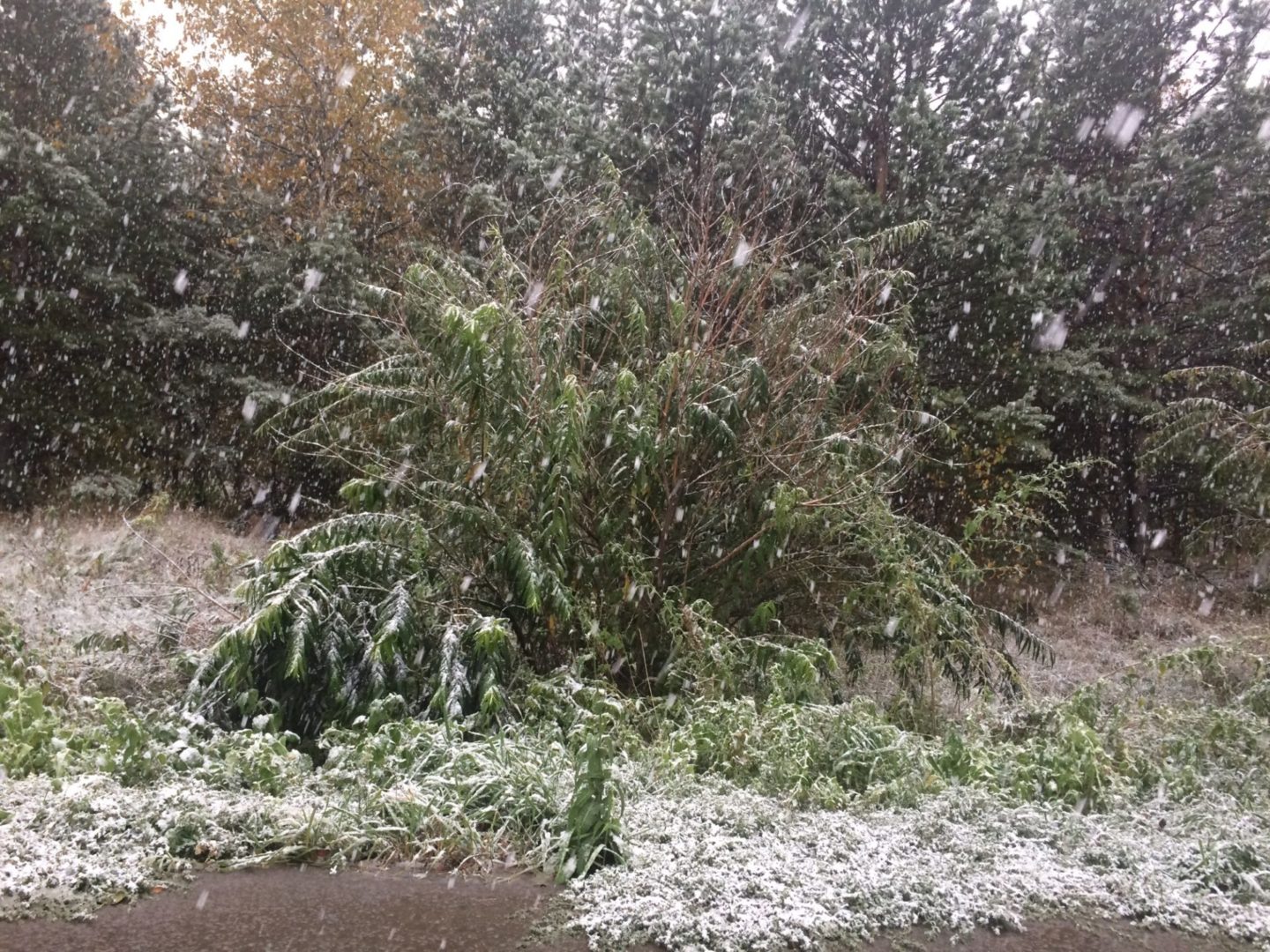 Дождь, мокрый снег и ветер ожидается в Иркутской области 25 сентября