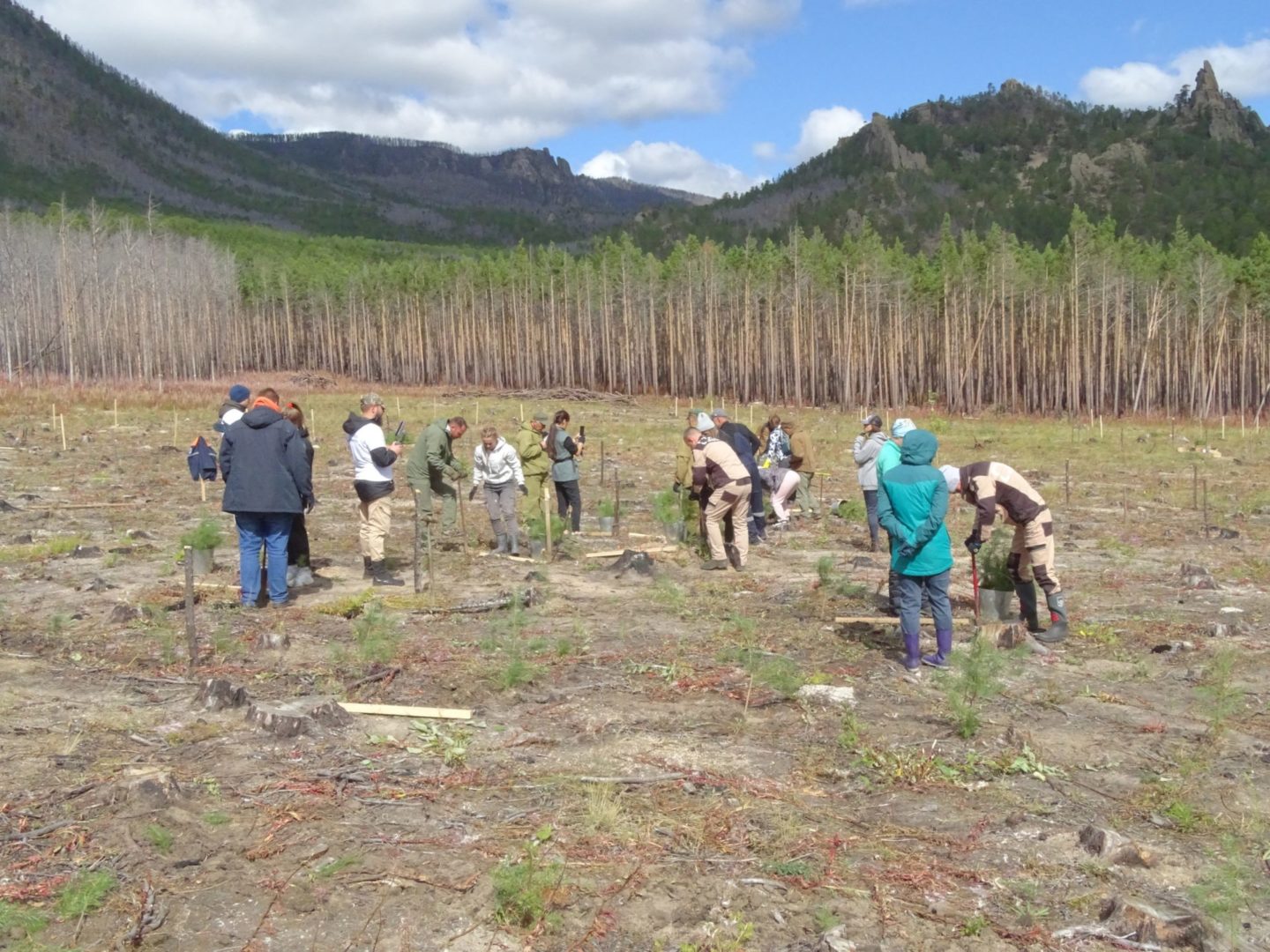 Две тысячи саженцев высадили в бухте Песчаная на Байкале
