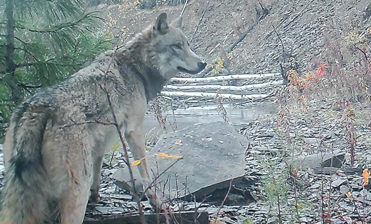 Сотрудник Прибайкальского нацпарка рассказал, как изучает местную стаю волков