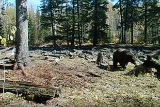 Медведи попали на видео в Прибайкальском нацпарке