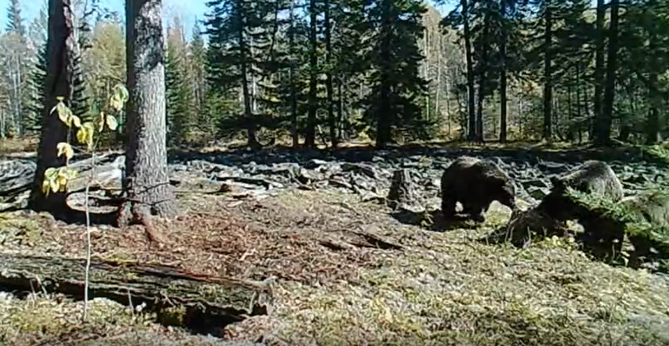 Медведи попали на видео в Прибайкальском нацпарке