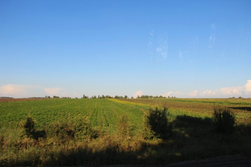 Около 2 тысяч гектаров конопли уничтожили в Иркутской области с мая 2021 года