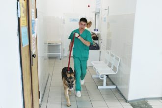 Реестр бездомных собак создан в Иркутской области