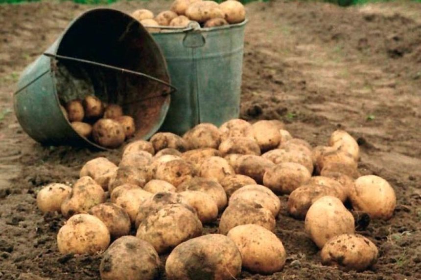 Свыше 98% картофеля убрано с полей Иркутской области