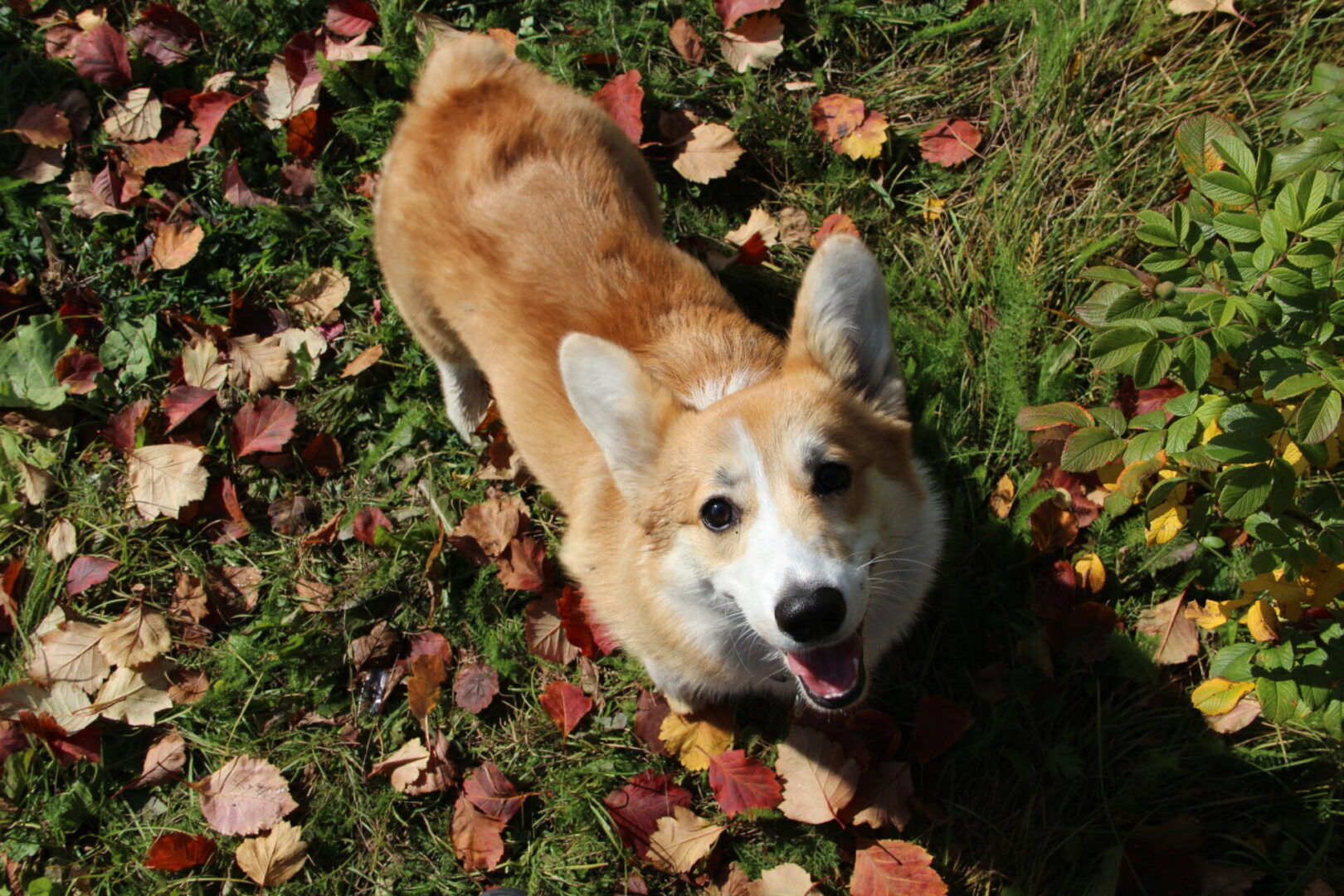 Теплая погода до +14 градусов сохранится в Приангарье до конца рабочей недели