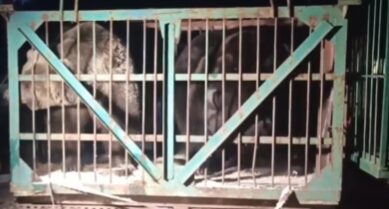 Двух медведей перевезли из исправительной колонии № 15 в иркутский питомник "К9"