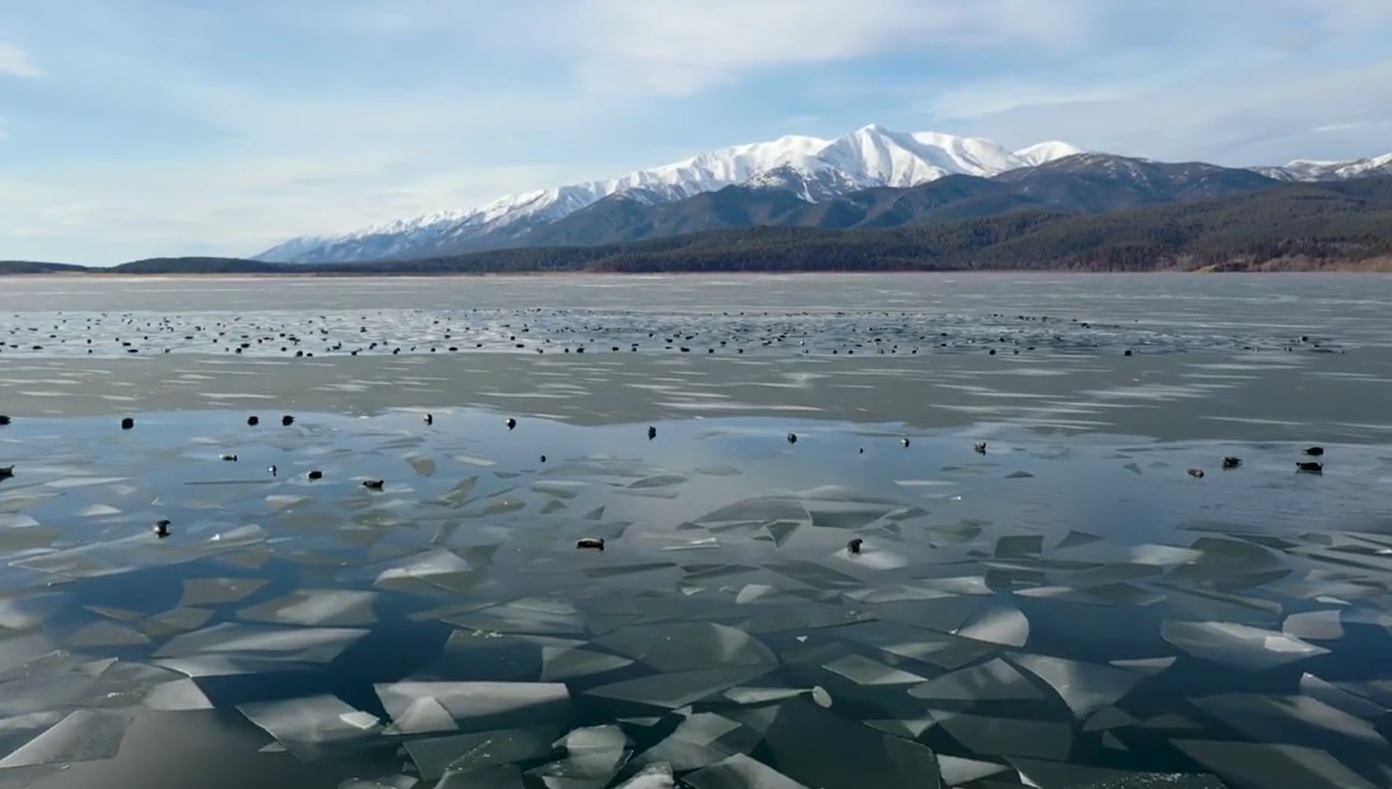 Нерпы греются на солнце на первых льдинах Байкала