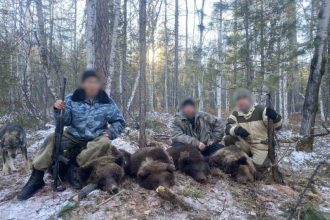 Подозреваемых в незаконной охоте на медведей задержали в Иркутской области