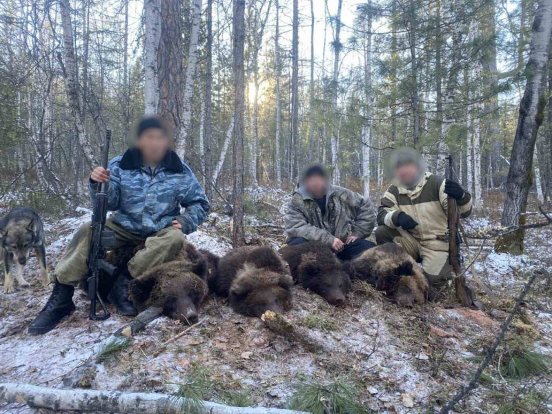 Подозреваемых в незаконной охоте на медведей задержали в Иркутской области