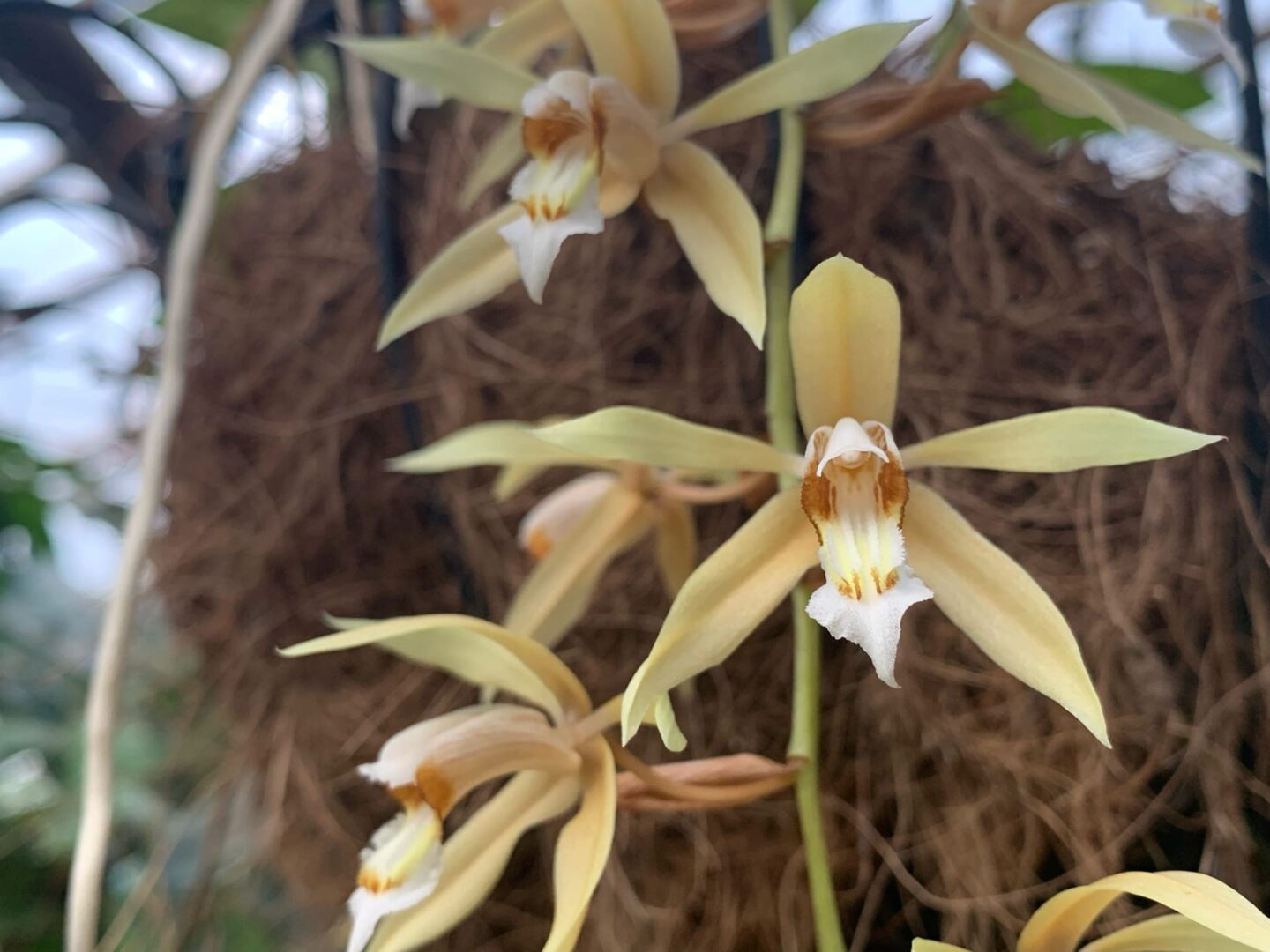 Целогина Рохуссена расцвела в иркутском зоосаде впервые за 19 лет