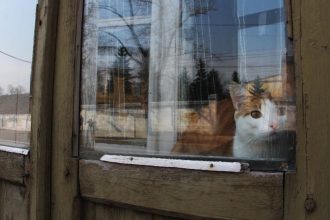 Ветер и снег прогнозируют в Приангарье на 16 ноября