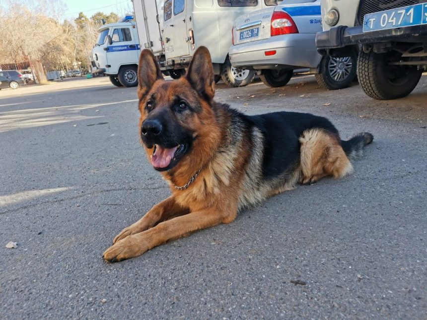 Служебная собака помогла выйти на след грабителей в Ангарске