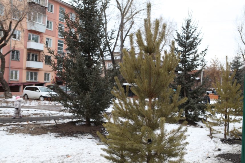 Более шести тысяч деревьев и кустарников высадили в Иркутске в 2021 году
