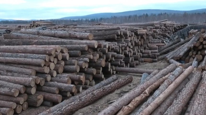 Черные лесорубы заготовили древесины на 30 млн рублей в Иркутской области