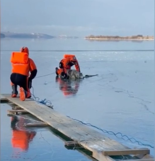 Провалившегося под лед хаски спасли на Иркутском водохранилище