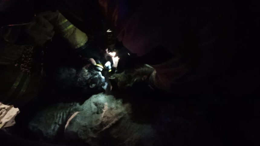 В Ангарске огнеборцы и жильцы дома спасли четырех кошек от пожара