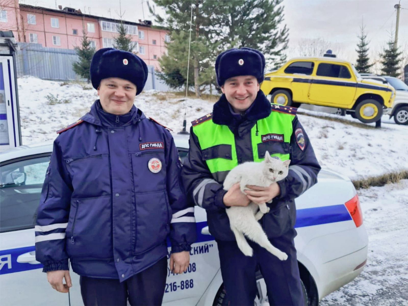 В Тулуне полицейские спасли кошку, тря дня просидевшую на дереве