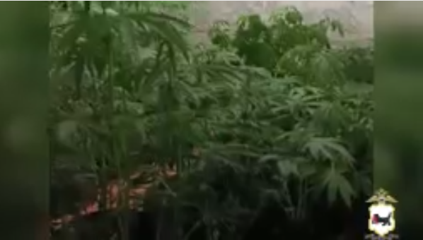 Зеленые растения в помещении, выращенные в контейнерах.