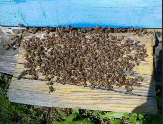 Прокуратура проверит факты массовой гибели пчел в Иркутской области