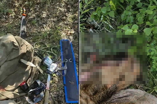 Браконьеры убили благородного оленя в Ольхонском районе