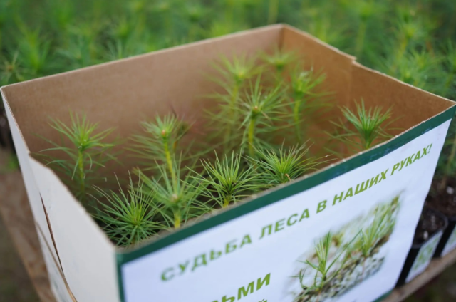 8 тысяч сеянцев сосны высадят в Приангарье в рамках акции «Сохраним лес»
