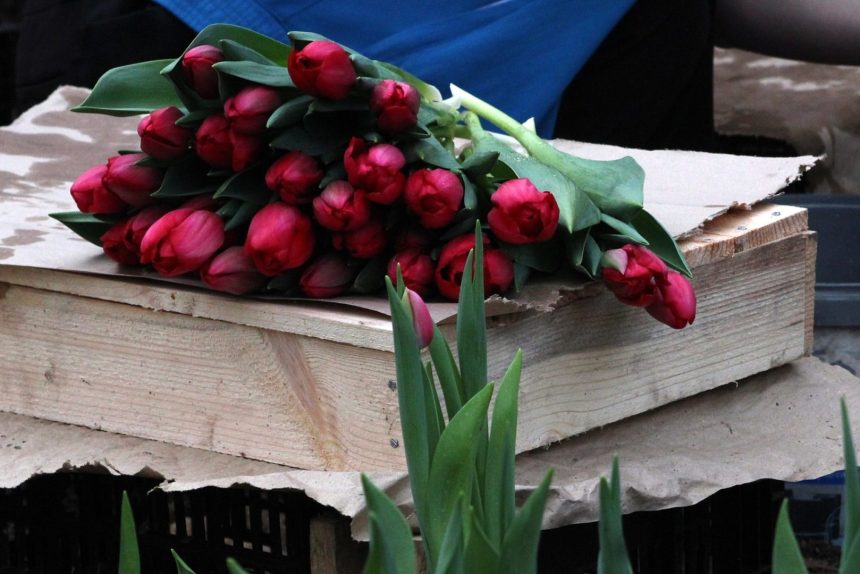 225 тысяч тюльпанов вырастят в иркутском "Горзеленхозе" к 8 марта