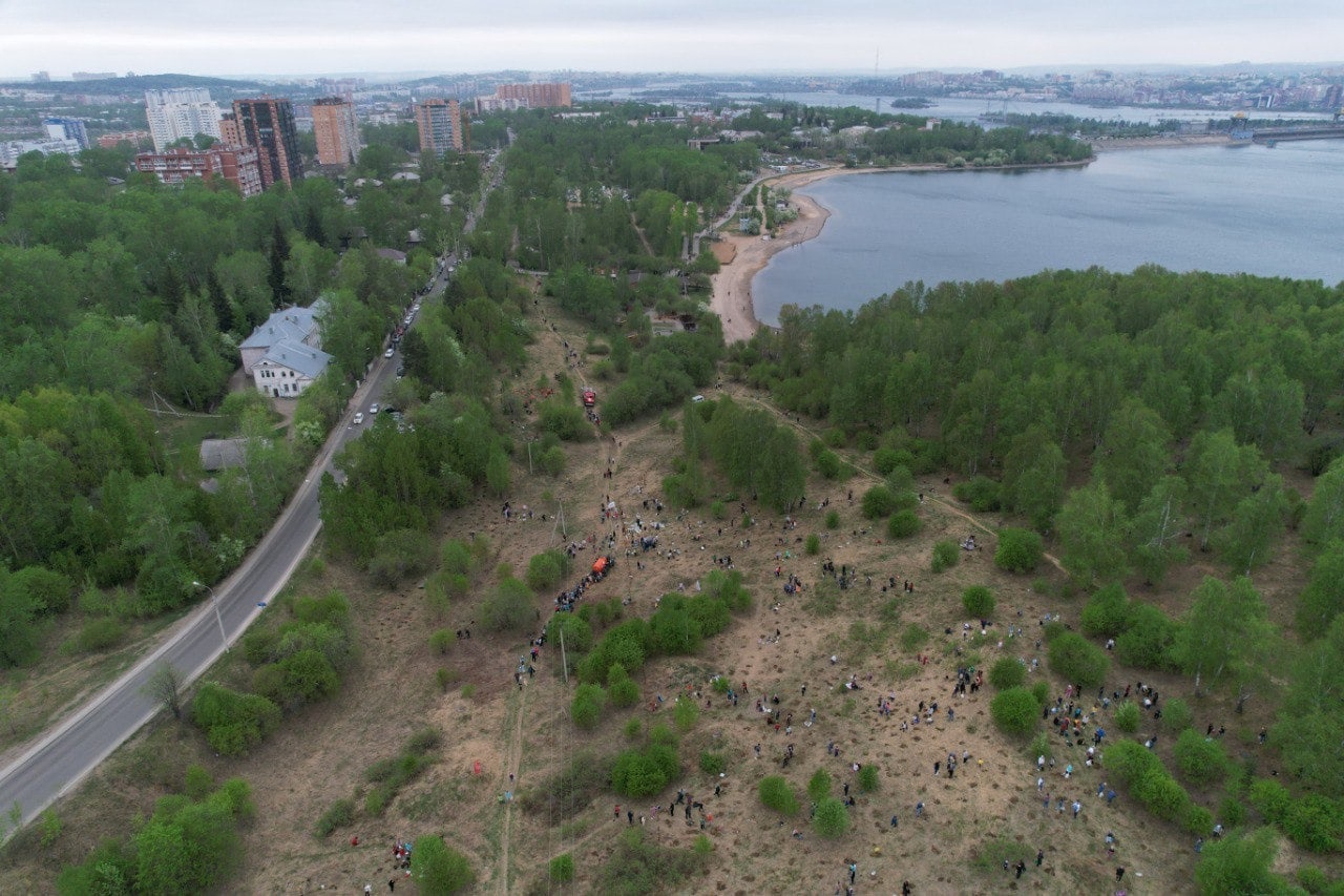 4 700 сосен высадили на Ершовском заливе в Иркутске