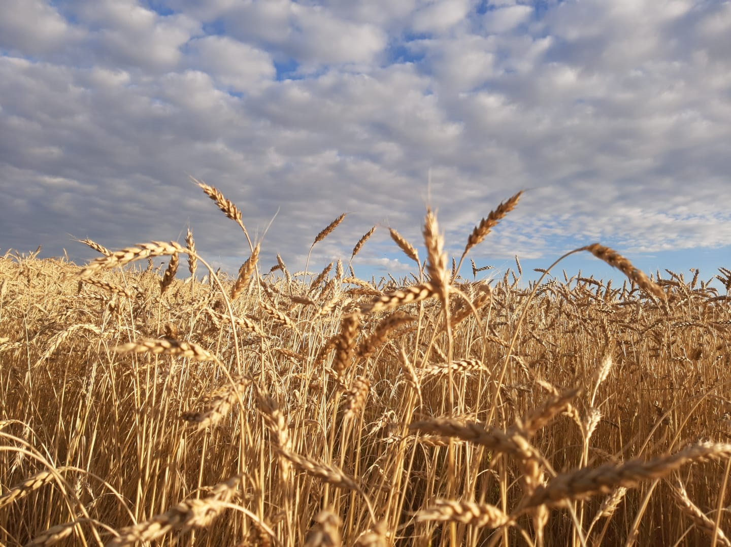 46,5 млн рублей дополнительно получит Приангарье на поддержку производителей зерновых культур