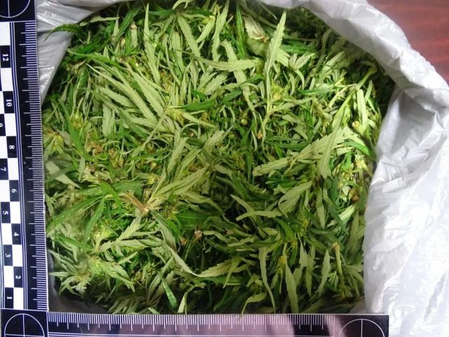 В Тайшете у местного жителя нашли более 600 граммов марихуаны: возбуждено уголовное дело
