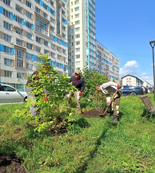 50 деревьев высадили в микрорайоне Солнечный в Иркутске