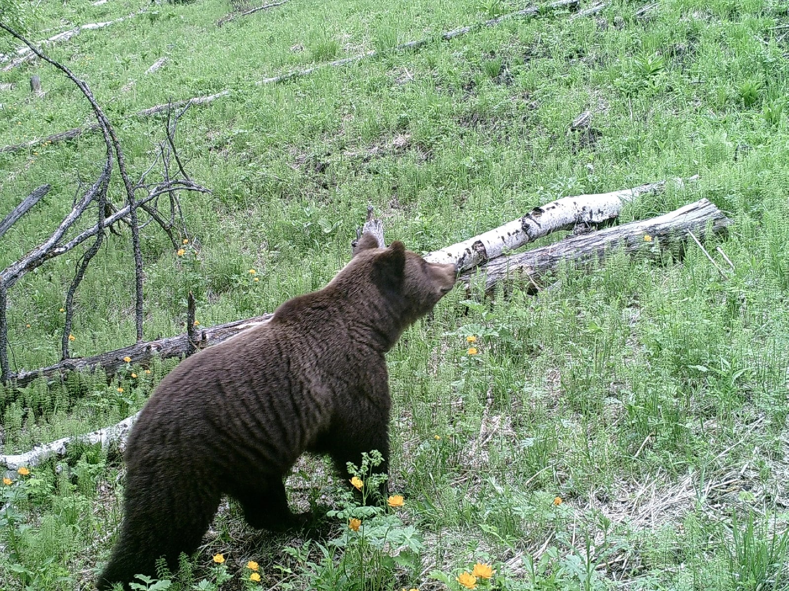 Агрессивный медведь напал на рыбаков в Бурятии