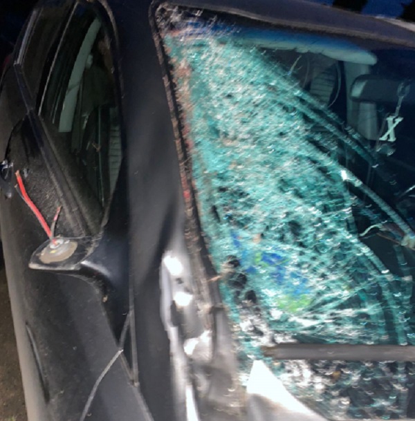 Автомобилист сбил лося на трассе "Вилюй" в Братском районе