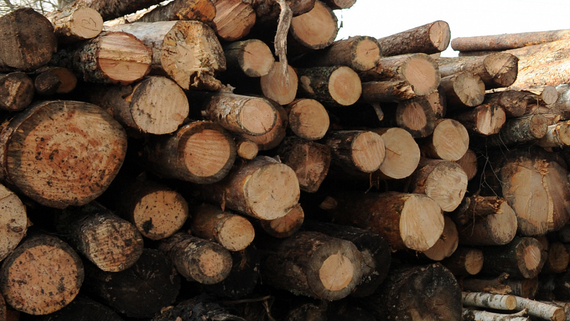 Банда “черных лесорубов” спилила лес в Приангарье на 7,5 млн рублей