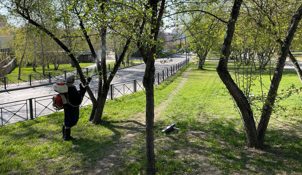Более 50 тысяч деревьев обработают в Иркутске от горностаевой моли