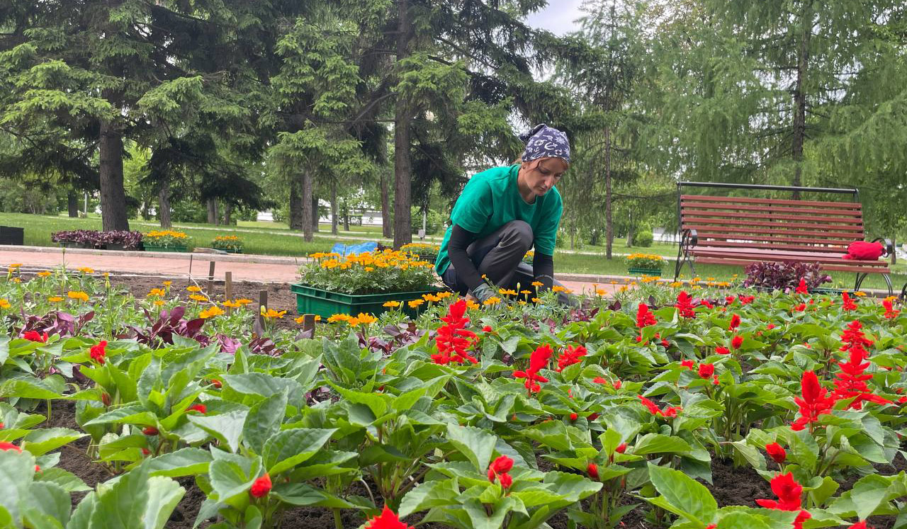 Более 500 тысяч цветов украсят клумбы Иркутска — Иркутск Сегодня