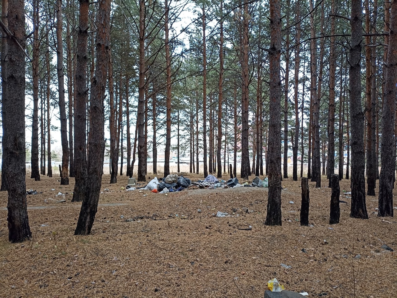 Большие свалки мусора образовались в лесном массиве в Свердловском округе Иркутска