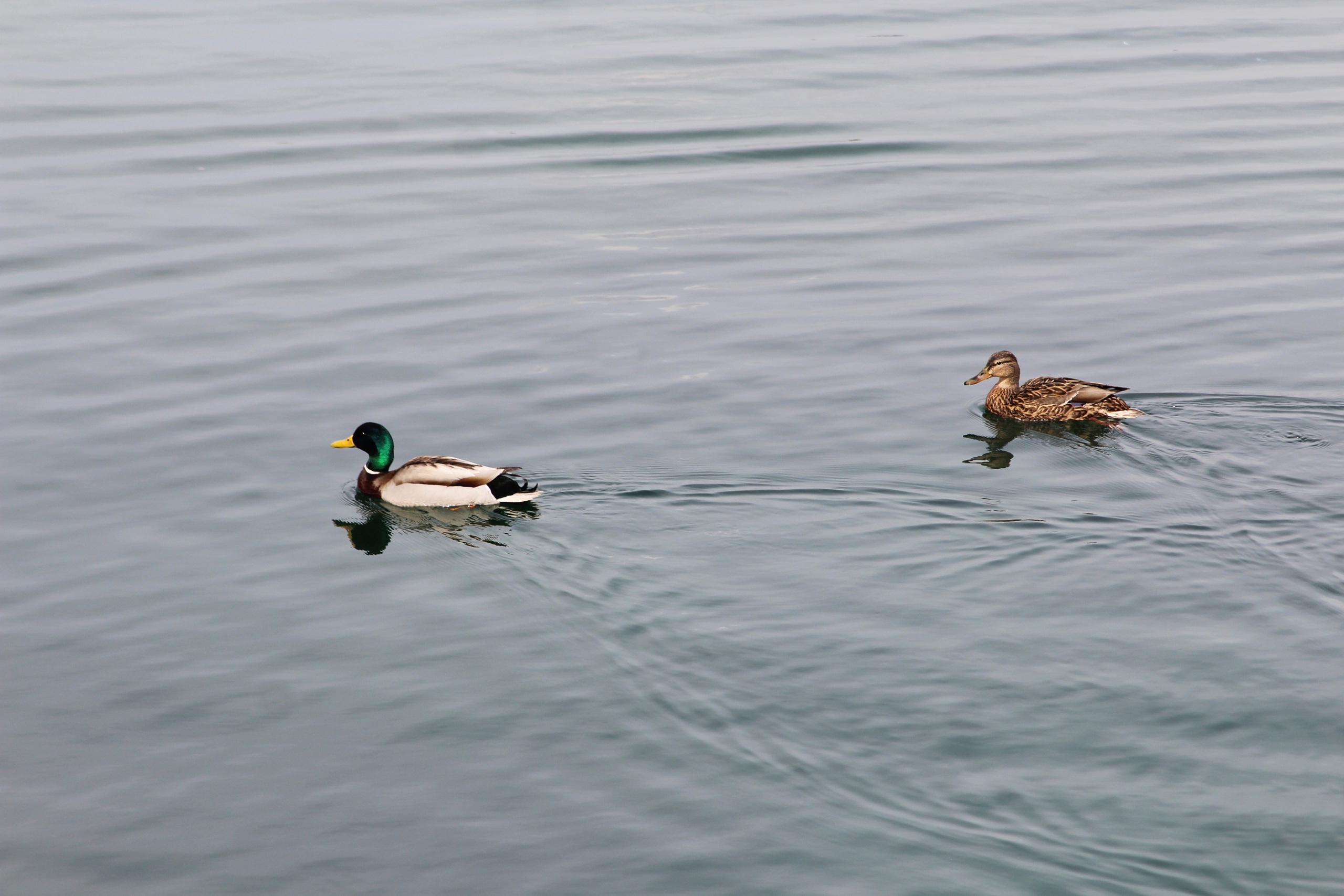 Девочка кормила уток и провалилась под лед Ангары в Иркутске