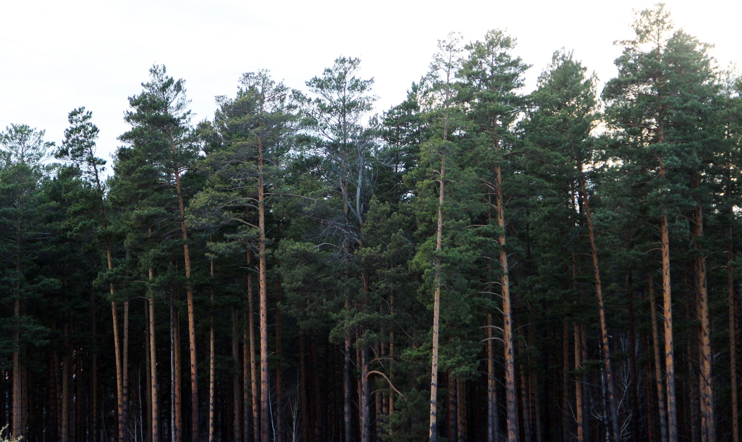 Лес на 5,9 млн рублей вырубили в Приангарье под видом создания противопожарного разрыва