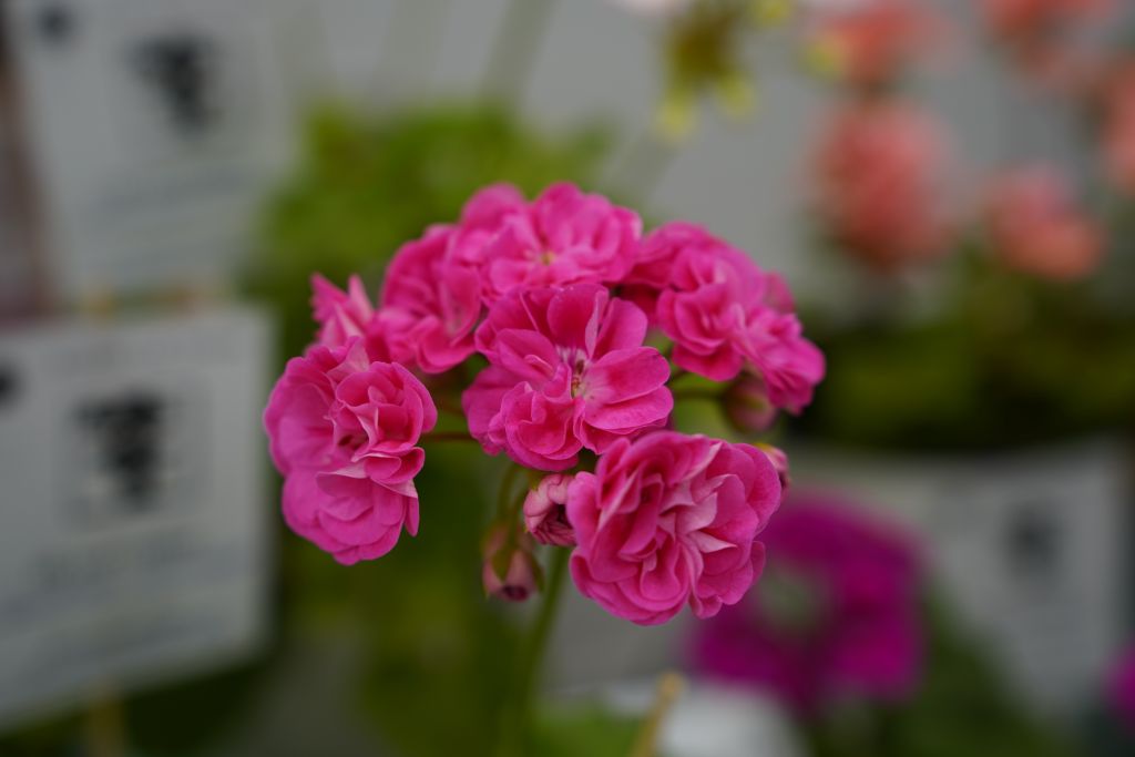DSC01351