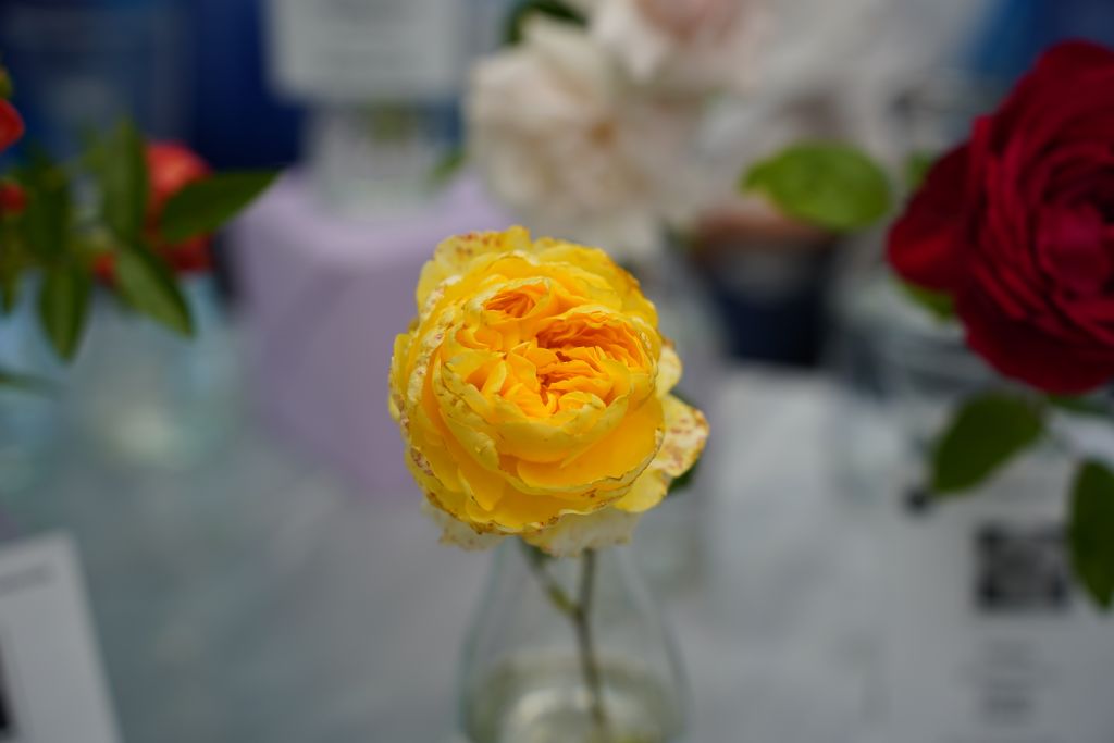 DSC01359