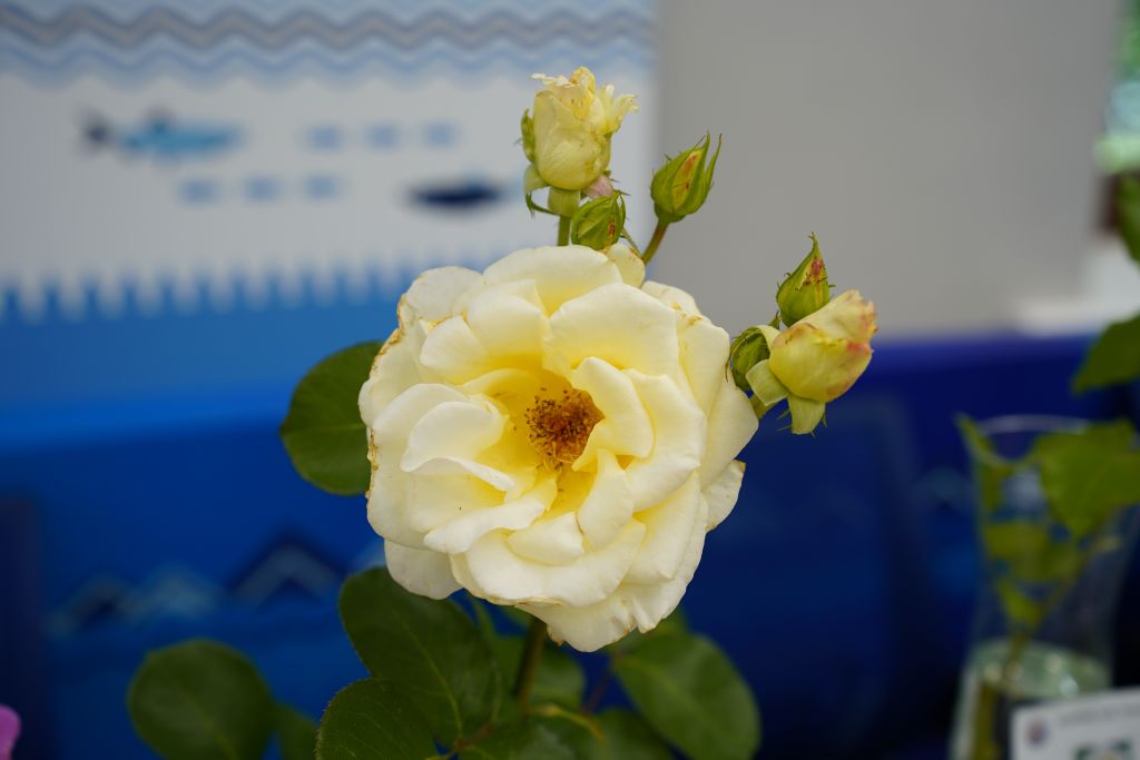 DSC01375