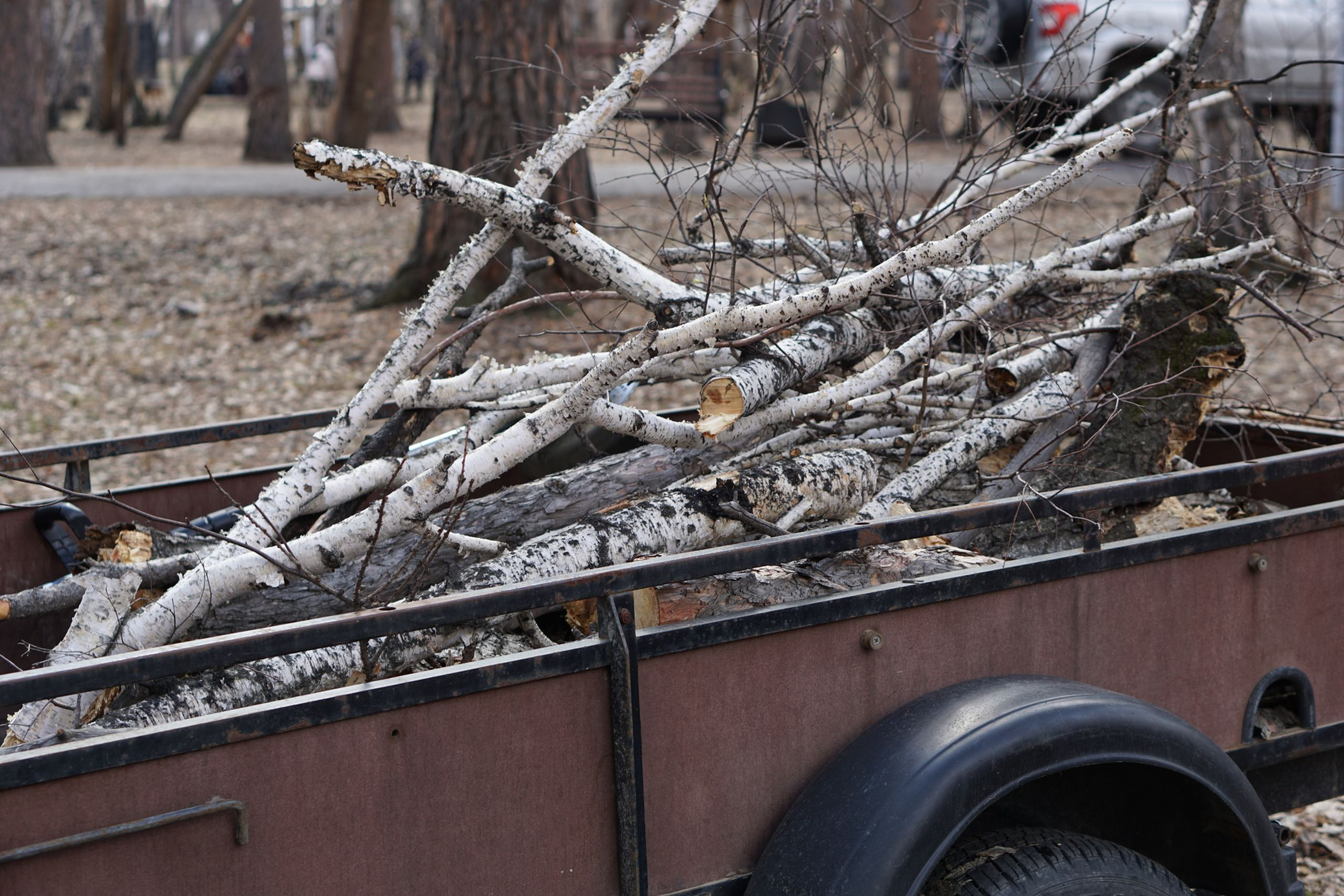 Весенний перезапуск. Иркутск вышел на субботник