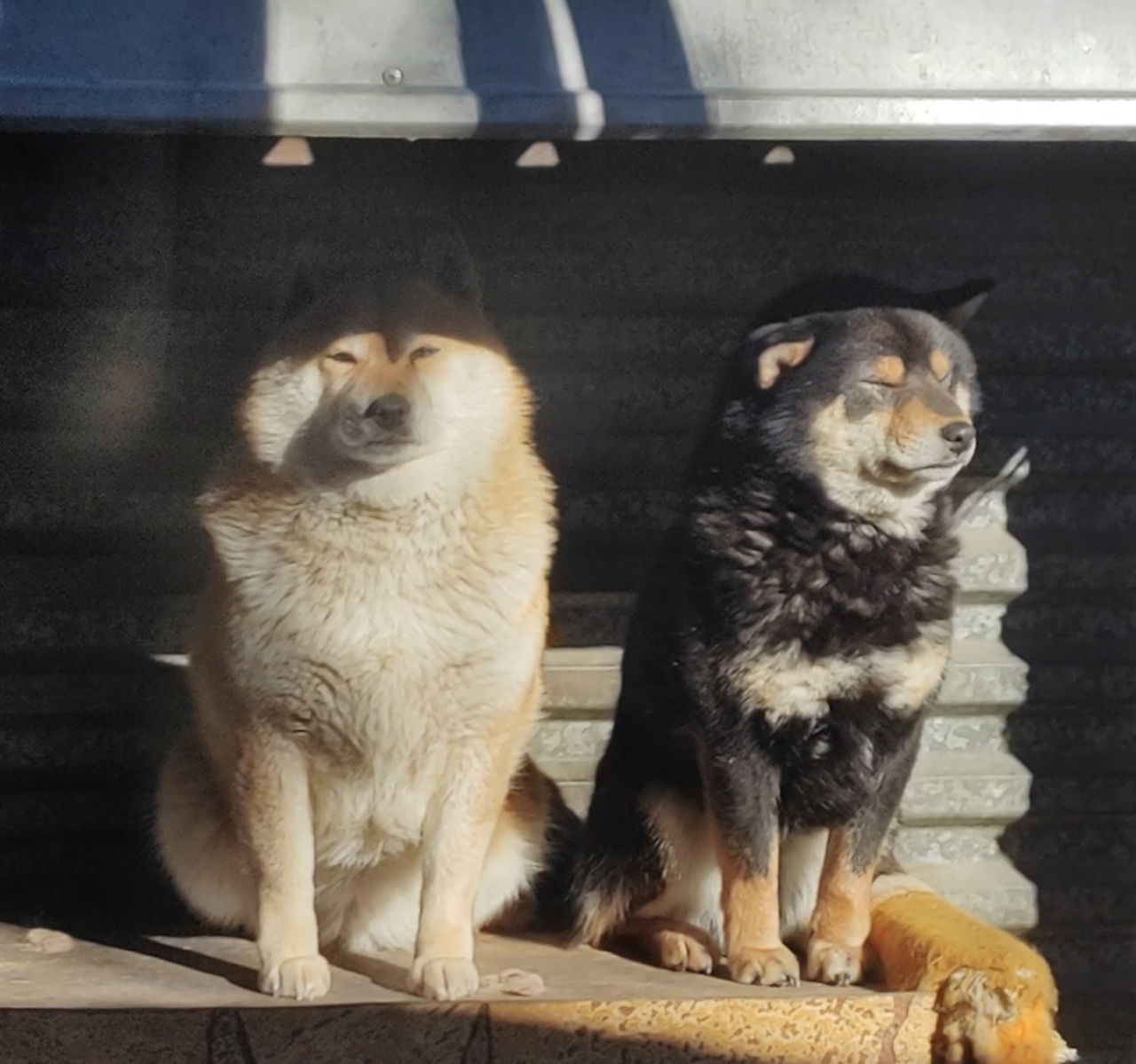 Двух собак породы сиба-ину украли из Иркутской зоогалереи