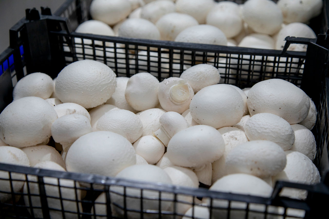 Единственная в Приангарье грибная ферма признана лучшей в Сибири и на Дальнем Востоке